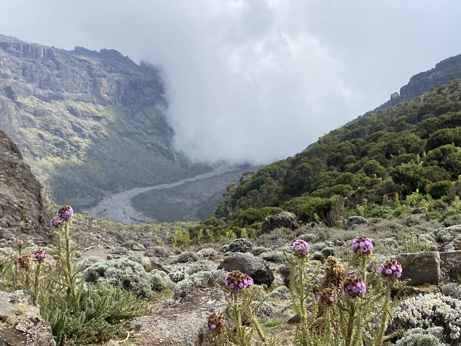 紫色高山菊科植物與 Karanga 山谷景色