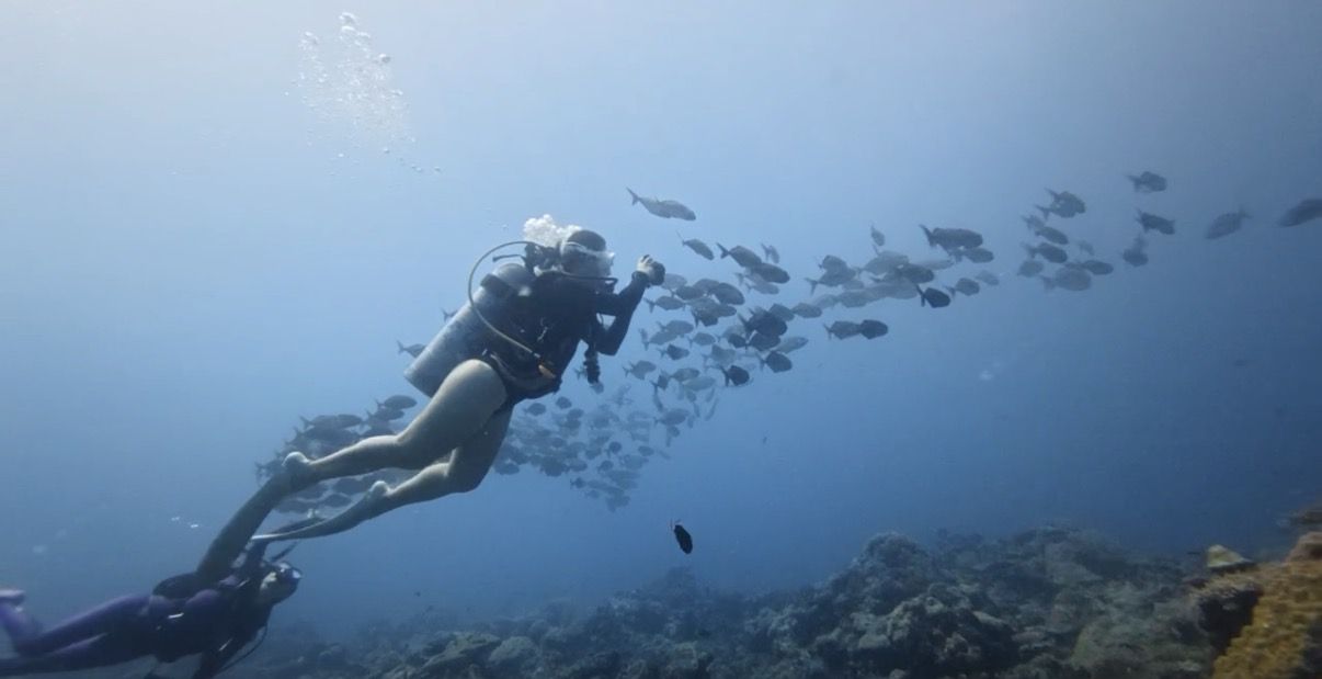 潛水員與魚群同游